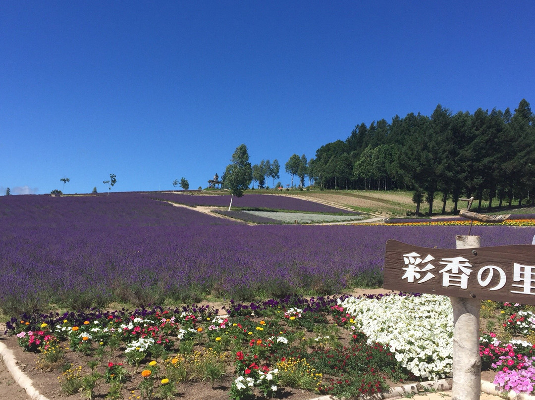 彩香之里-中富良野町必去景点