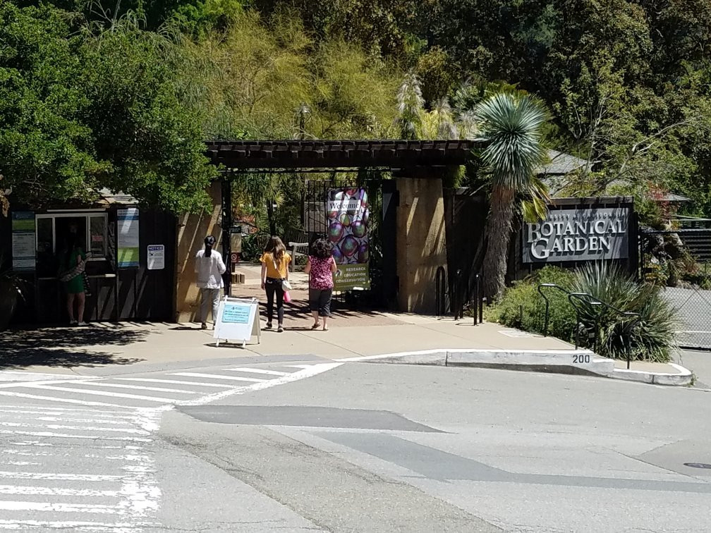 加州大学伯克利分校植物园景点图片