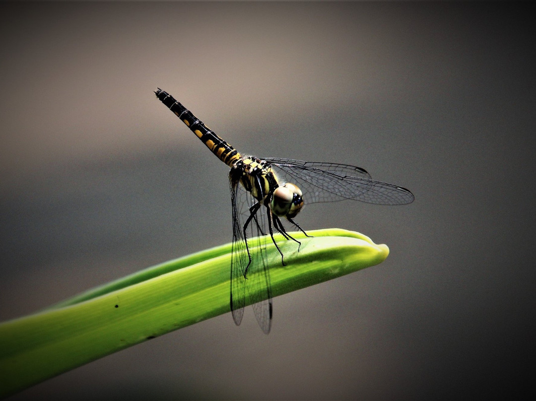 Prasat Kuha Nokor-磅同必去景点