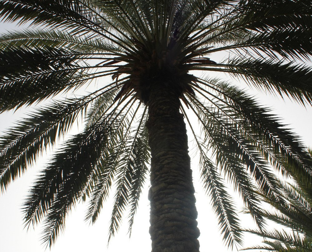 Golshan Garden باغ گلشن-Tabas必去景点