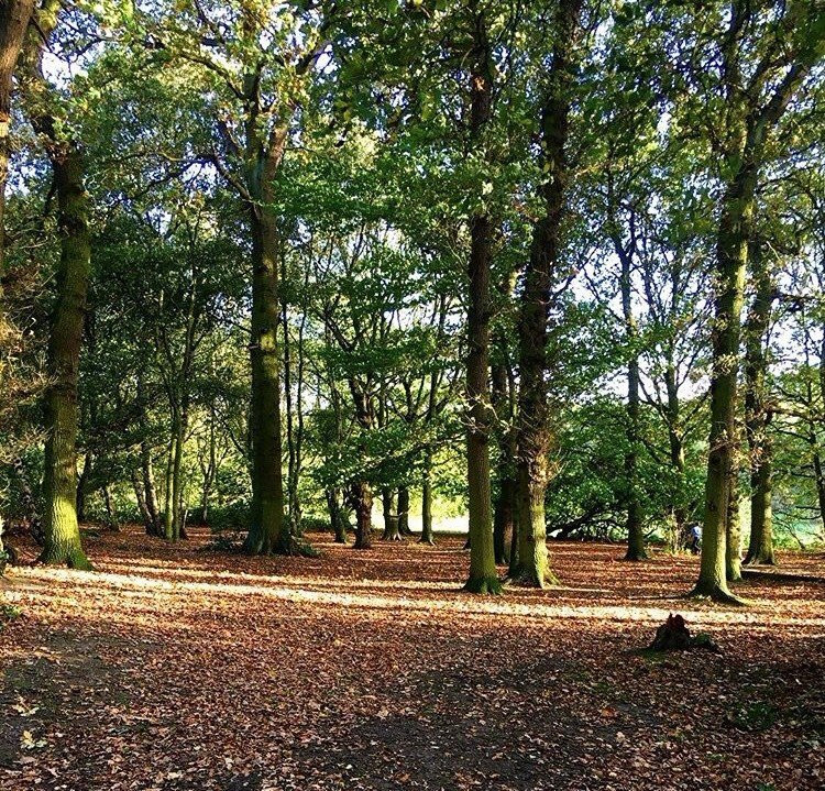 Burntstump Country Park景点图片