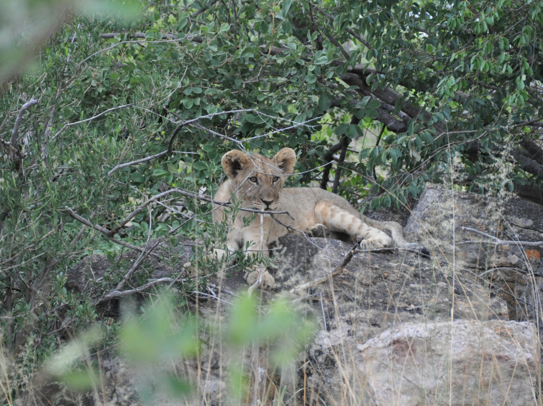 Shambala Private Game Reserve主图