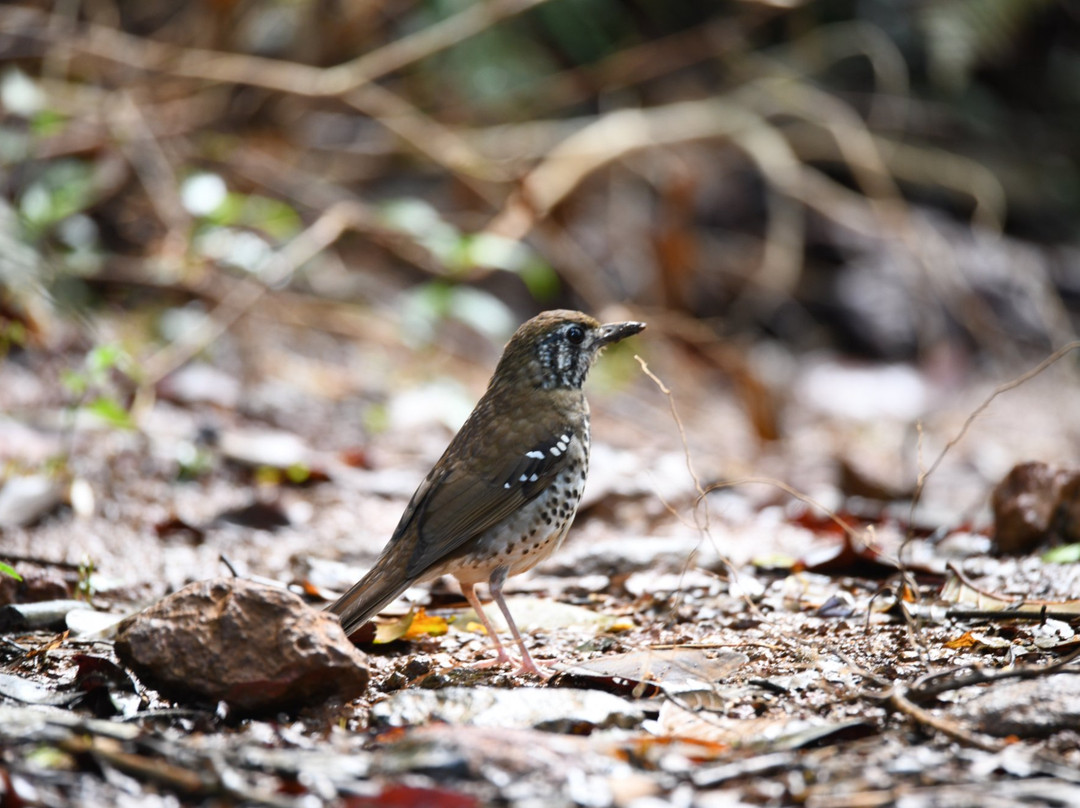 Birds Paradise Hotel主图