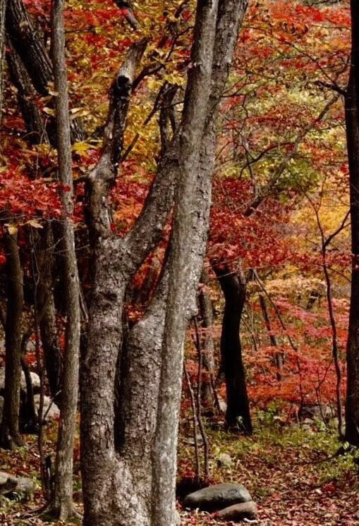 蒲石河森林公园-凤城市必去景点