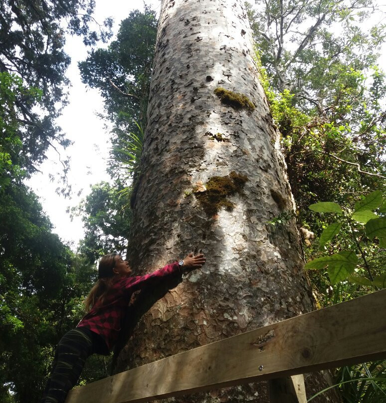 Te Matua Ngahere Walk景点图片