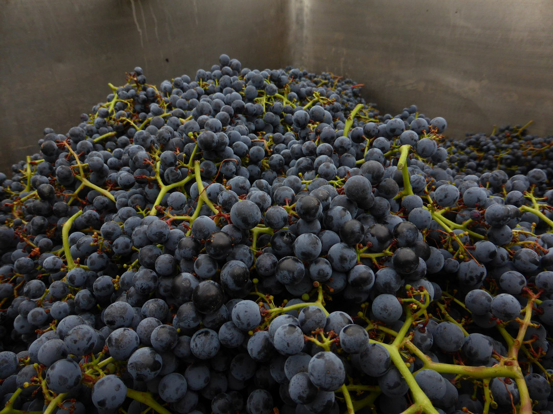 Domaine de la Chauvillière景点图片