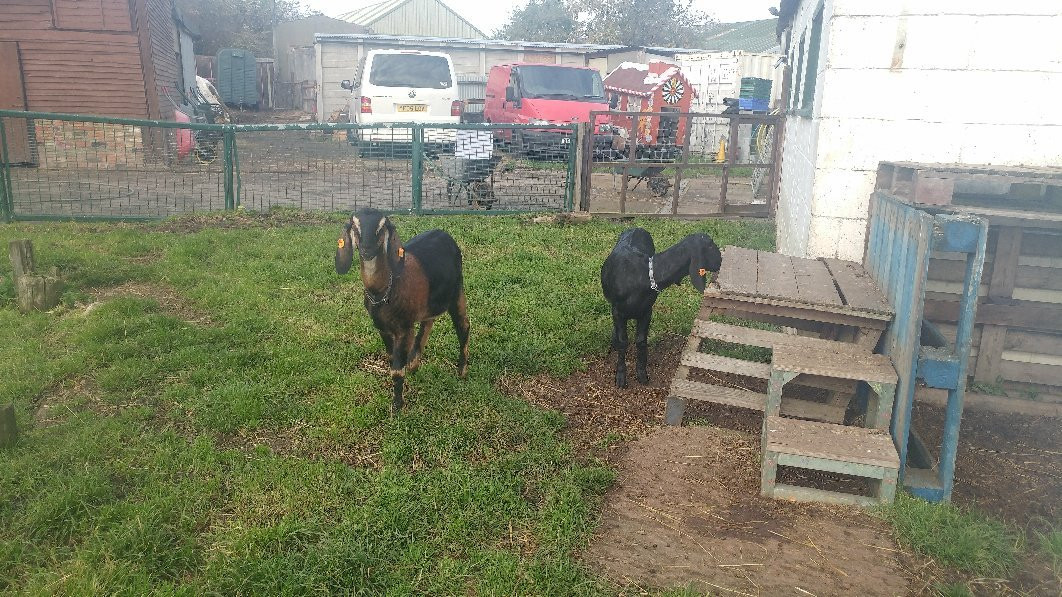 Wellgate Community Farm-Romford必去景点