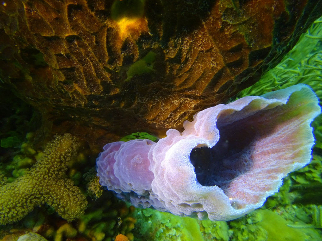 Diverspoint Puerto Plata-普拉塔港必去景点