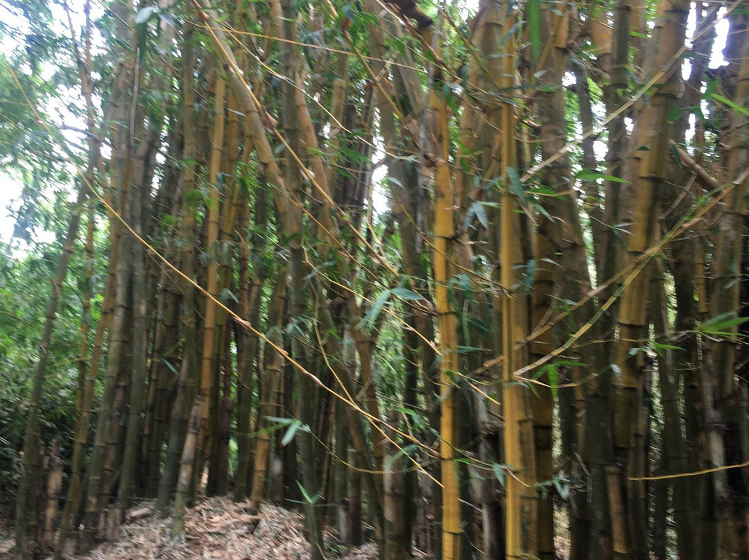 Parque Ecologico Yvaga Guazu - Paraiso Grande-圣克鲁斯省必去景点
