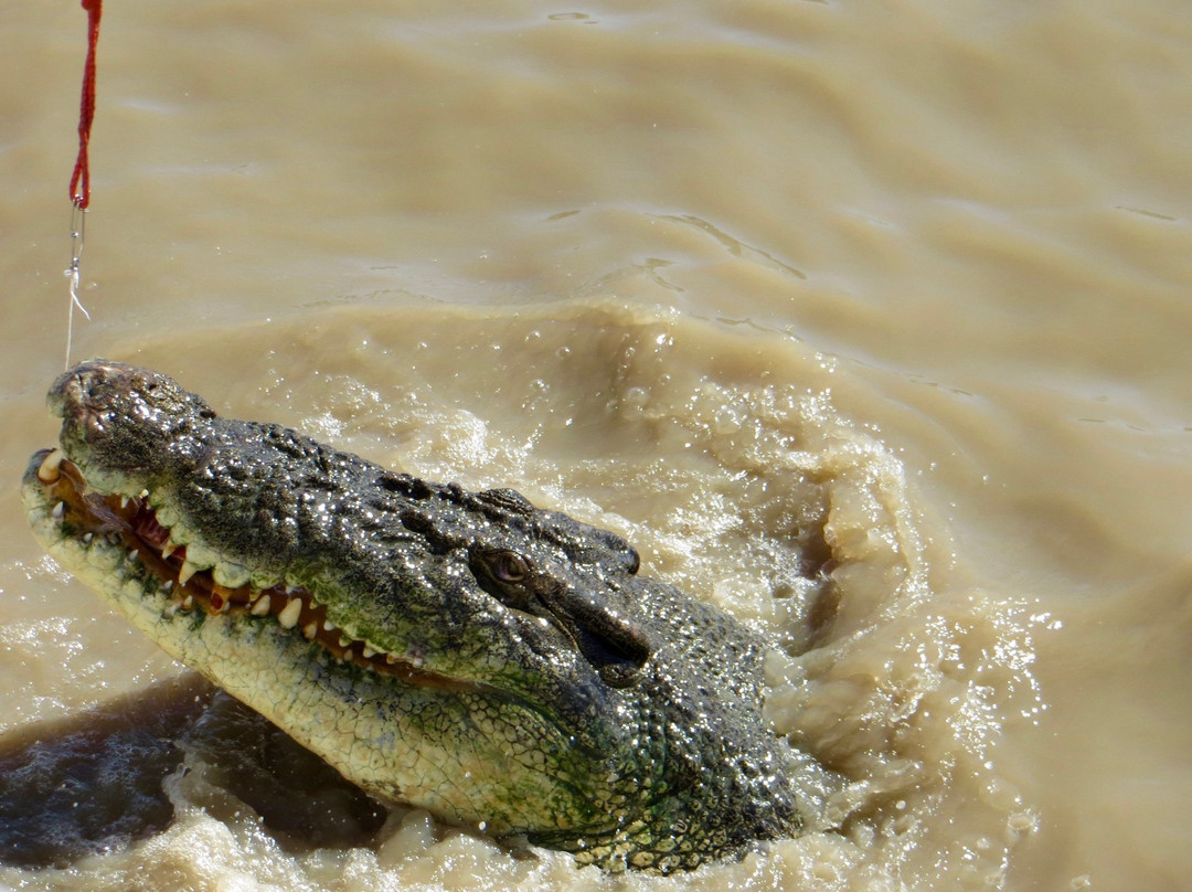 Litchfield Tours-达尔文市必去景点