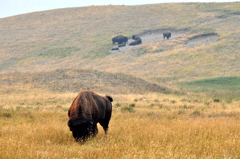Bison Paddock Loop Road景点图片