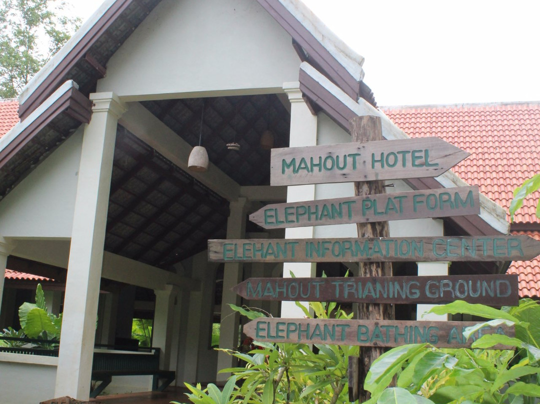 All Lao Elephant Camp-琅勃拉邦必去景点