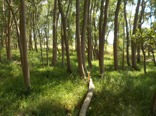Times Beach Preserve-水牛城必去景点