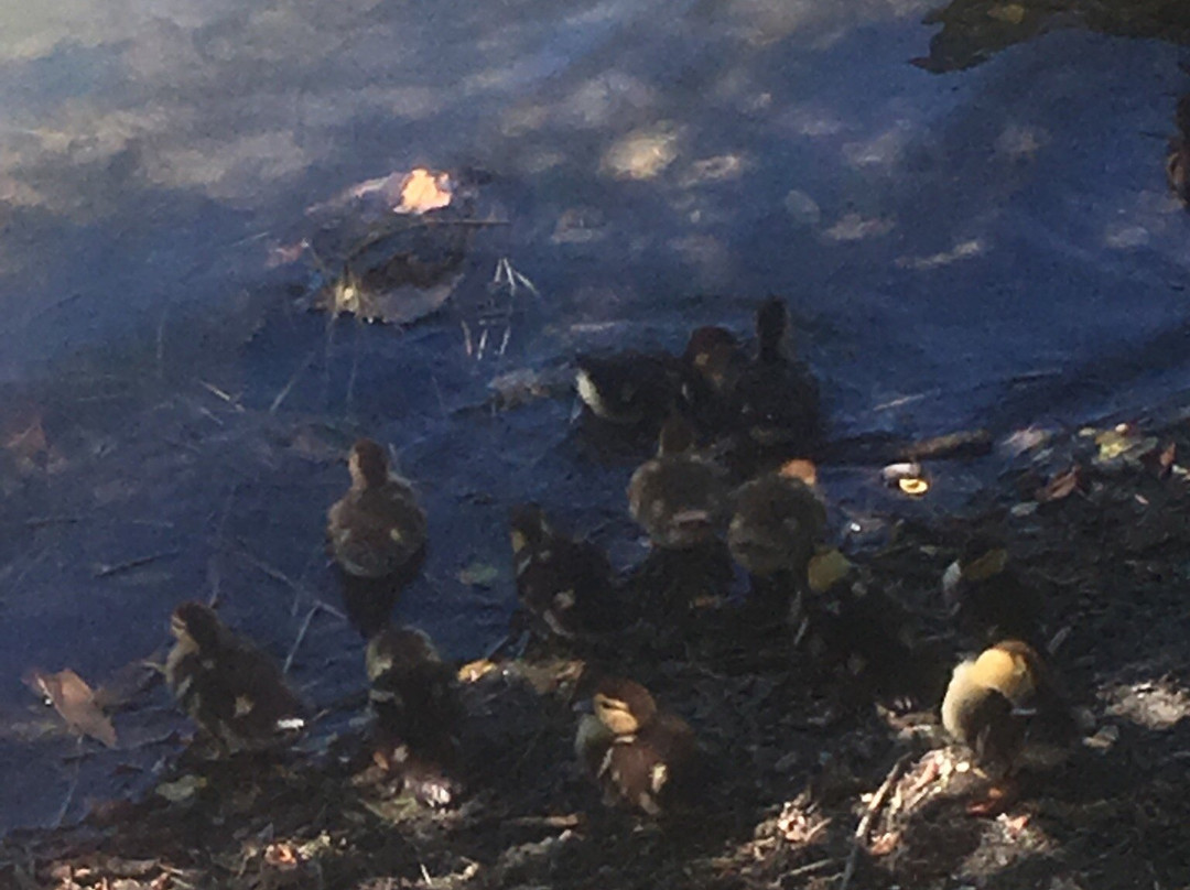 Volkovskoye Lake-Volkovka必去景点