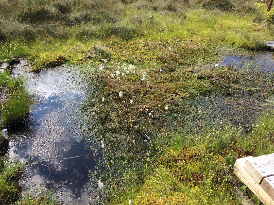 The Bog of Allen Nature Centre-基尔代尔必去景点