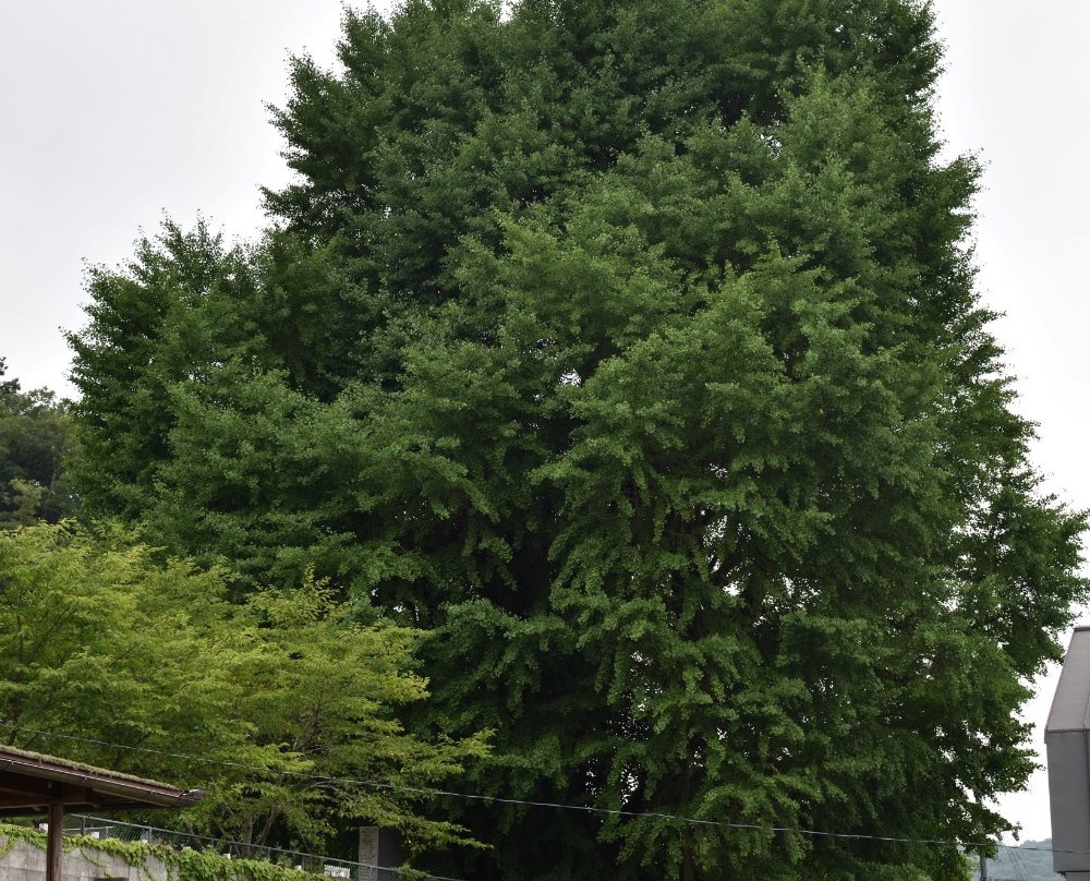 Maidenhair Tree of Sayo-佐用町必去景点