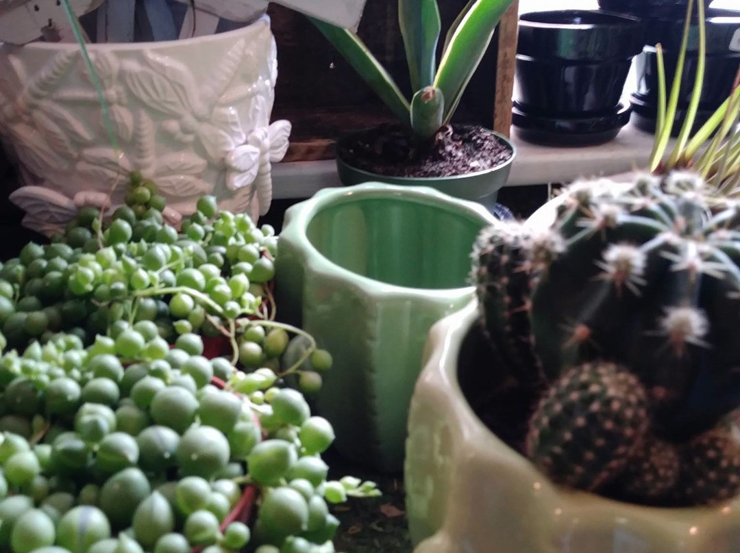 Papilio of Mount Dora-Mount Dora必去景点