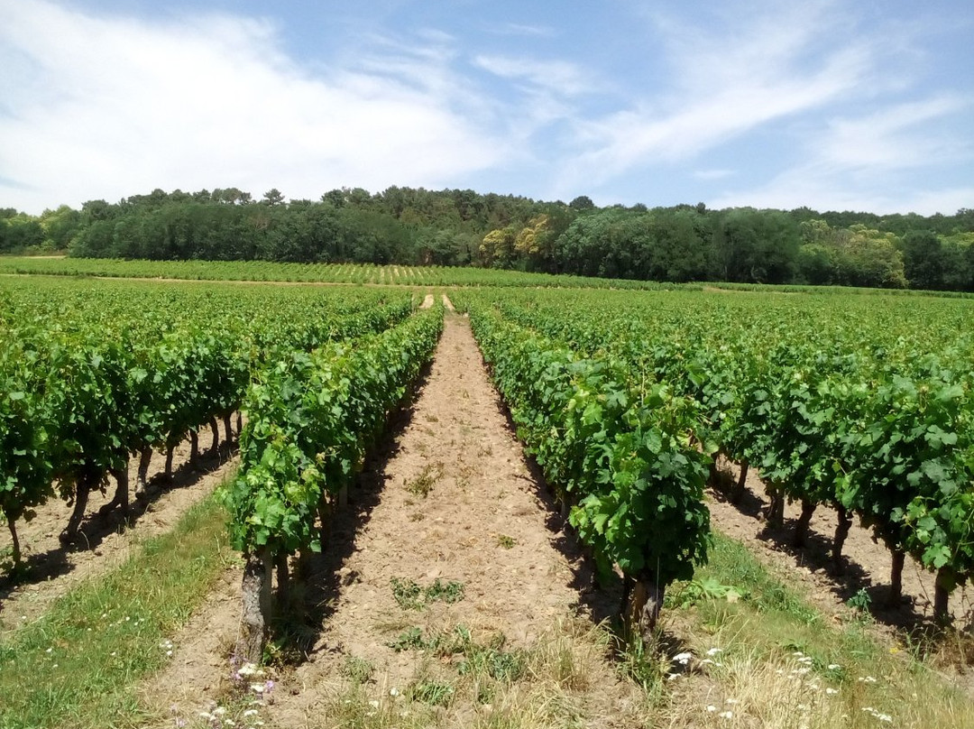 Domaine Estelle et Rodolphe Cognard-Saint Nicolas de Bourgueil必去景点