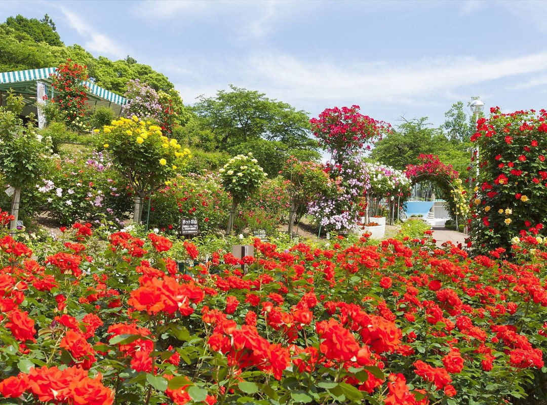花卷市旅游景点-Hanamaki Onsen Rose Garden