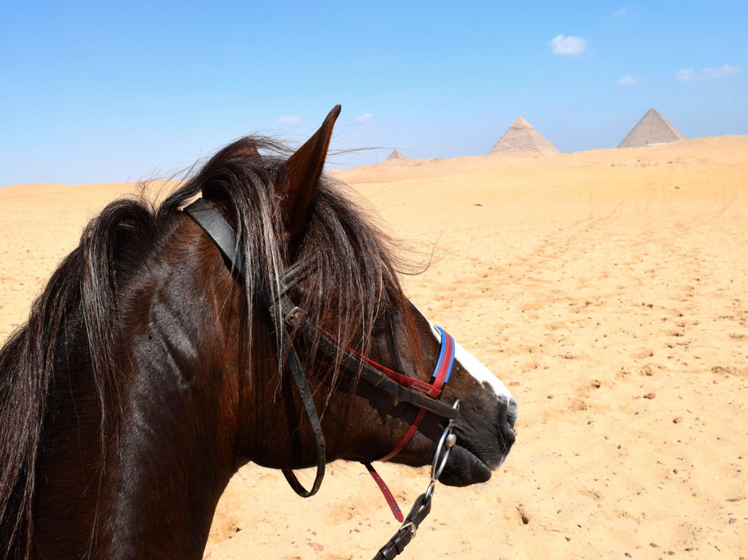Cairo Horse Riding School