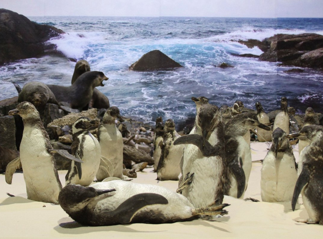 Museu de Zoologia Prof.ª Morgana Cirimbelli Gaidzinki da Unesc景点图片
