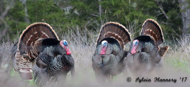 Canyon of the Eagles Nature Park-Burnet必去景点
