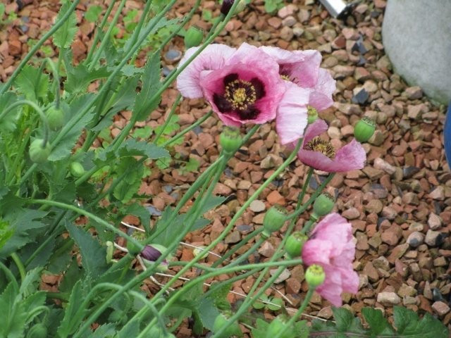 Fukuoka University Herb Garden-福冈市必去景点