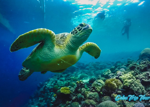 Cebu Trip Tours-宿雾市必去景点