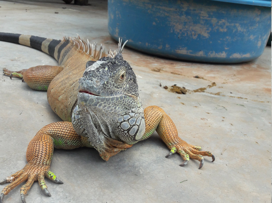 Bouncy Croc景点图片