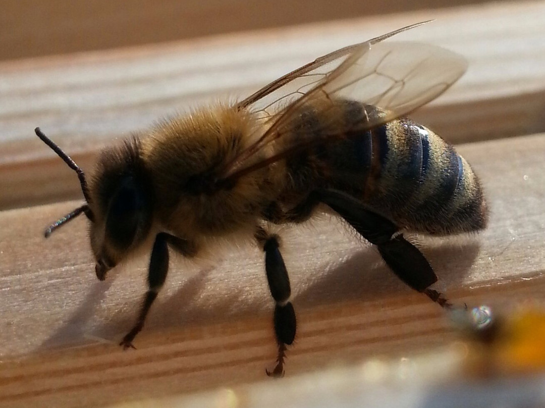 Nociglia旅游景点-Azienda Agricola Sciglio - Le Api del Parco Paduli
