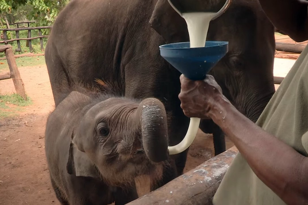 Seerendipity Tours and Travels - Day Tours-Panadura必去景点