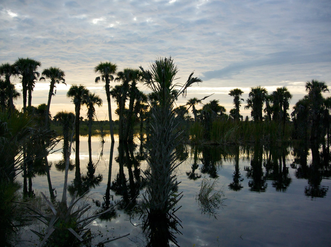 St. Johns River Wildlife Tours景点图片