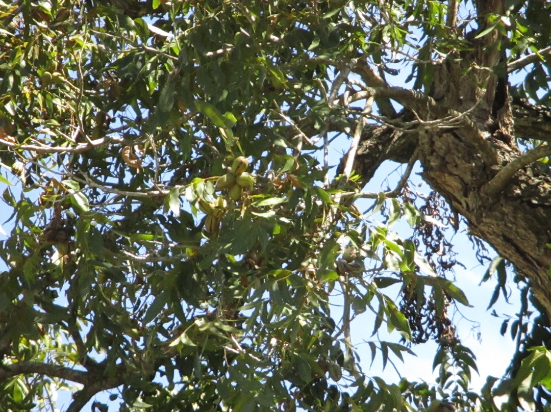 Max Starcke Park-塞金必去景点