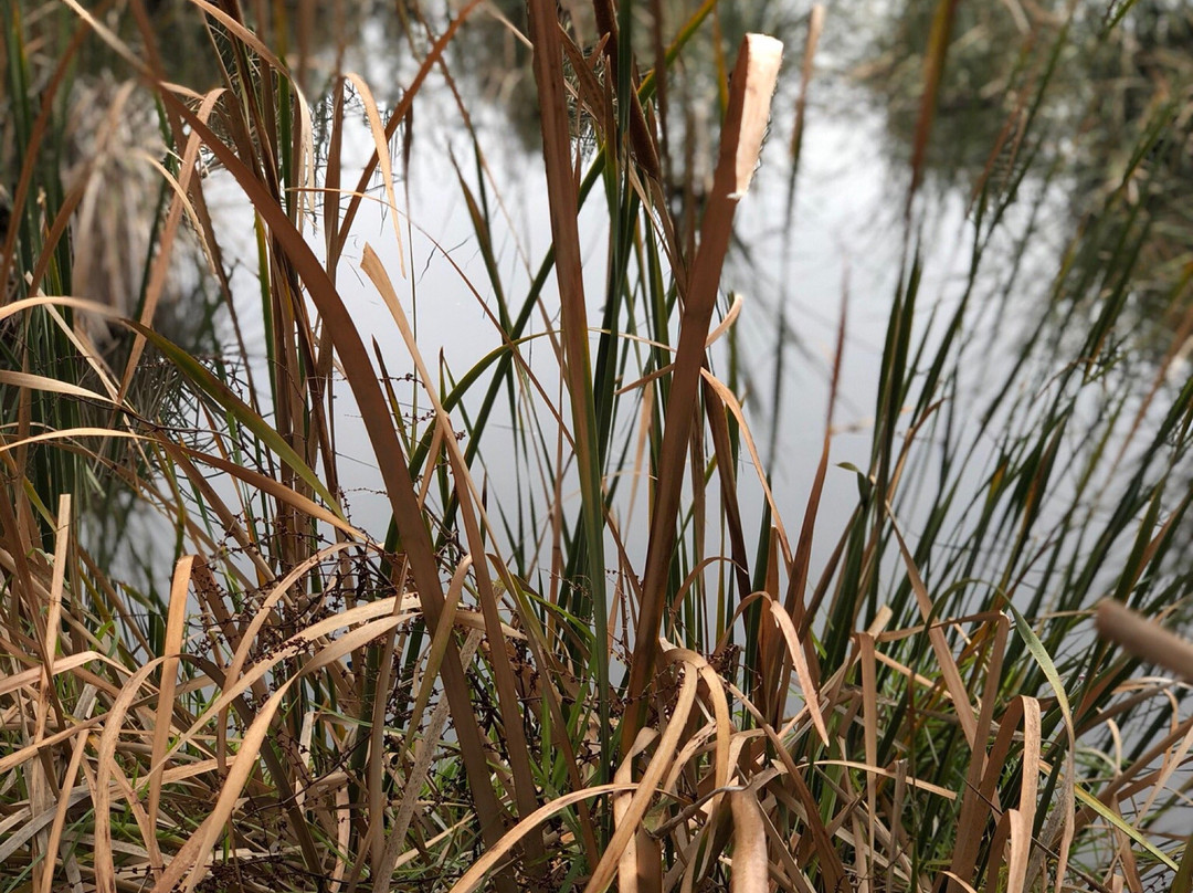 Yindyamarra Sculpture Walk-奥尔伯里必去景点