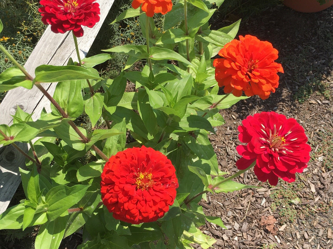 Rosedale Farms & Vineyards-锡姆斯伯里必去景点