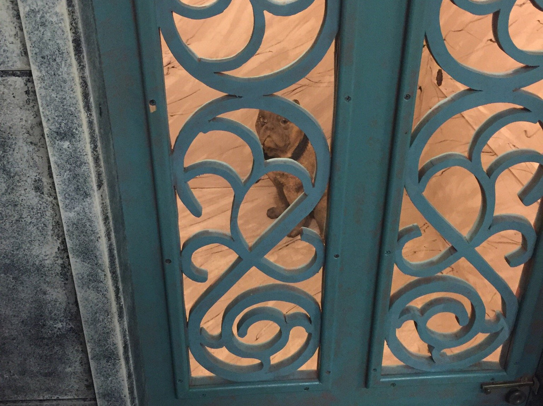 Stiffy Green the Bulldog-特雷霍特必去景点