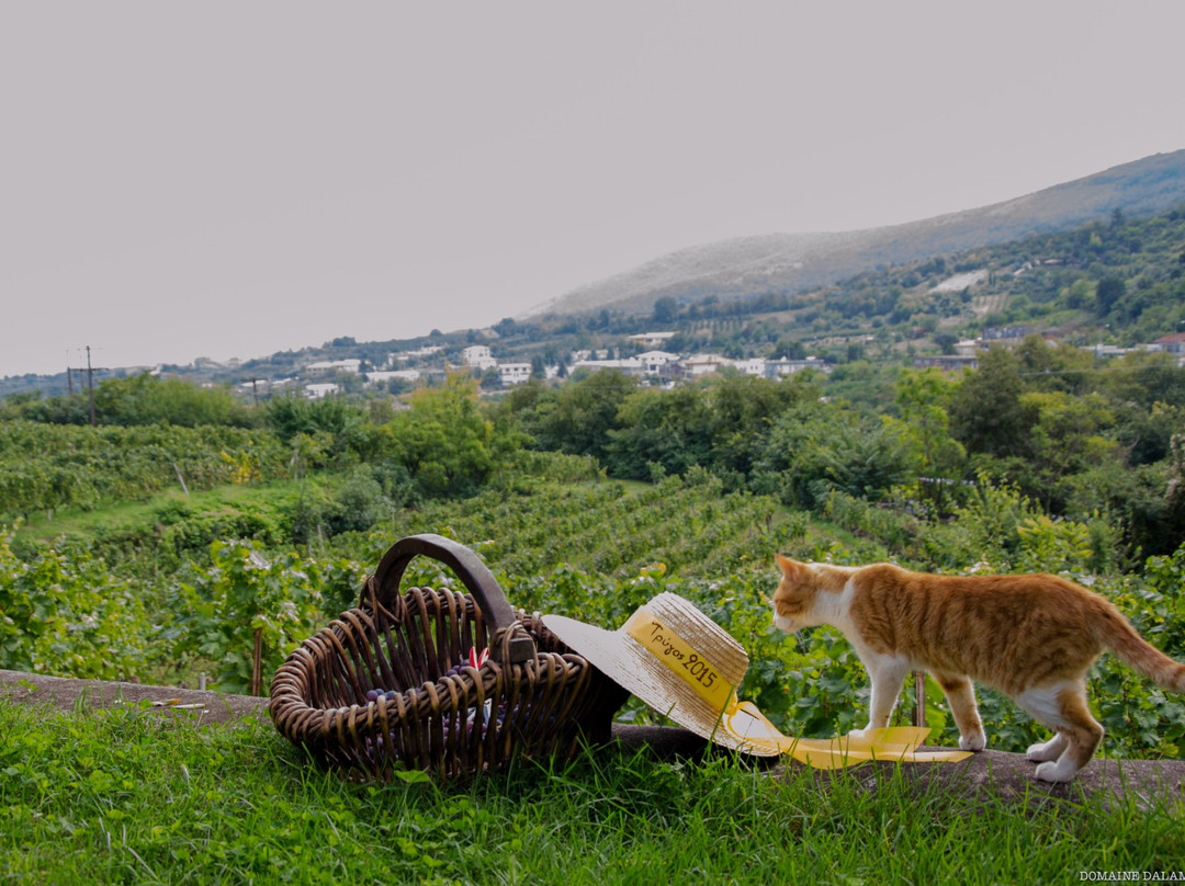 Dalamara Winery景点图片