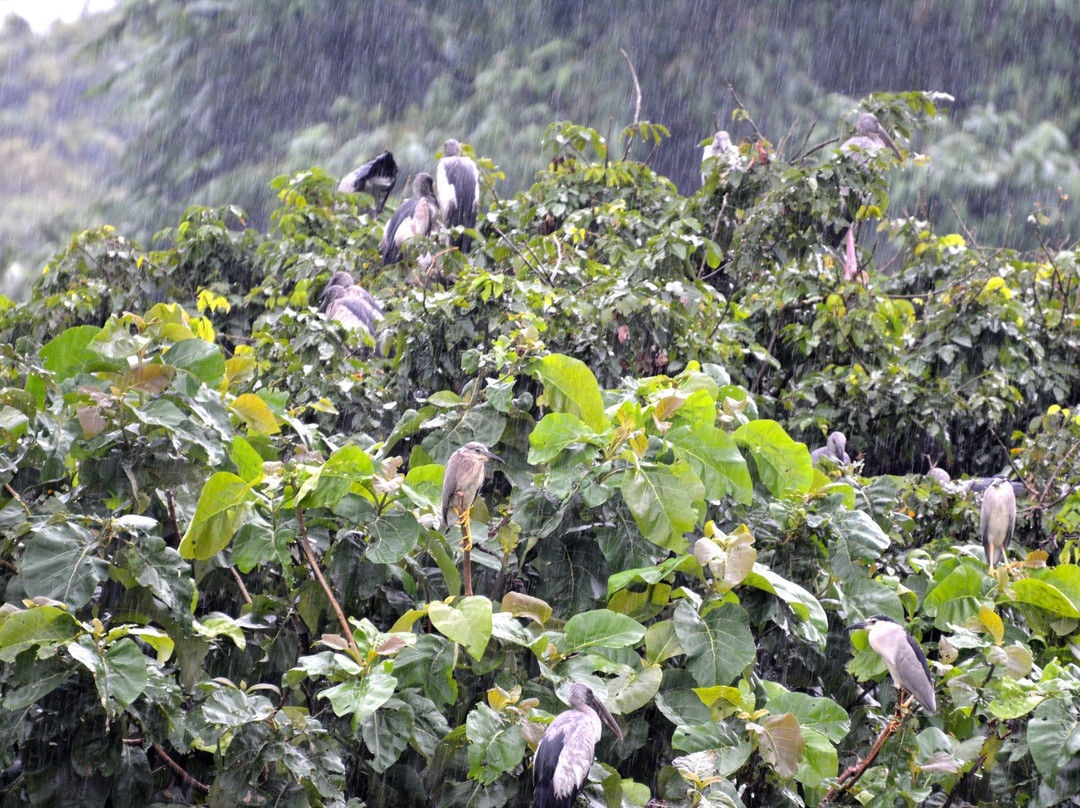 Raiganj Wildlife Sanctuary景点图片