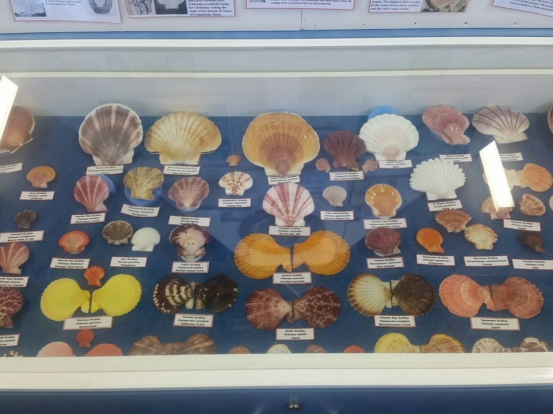 Shell World Yeppoon景点图片