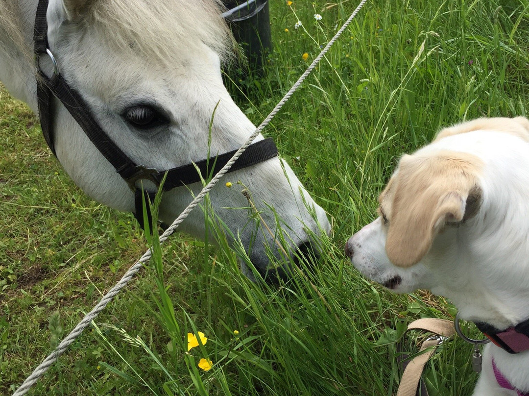 Ponyhof Schanze