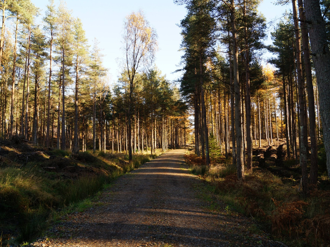 Devilla Forest-Kincardine必去景点