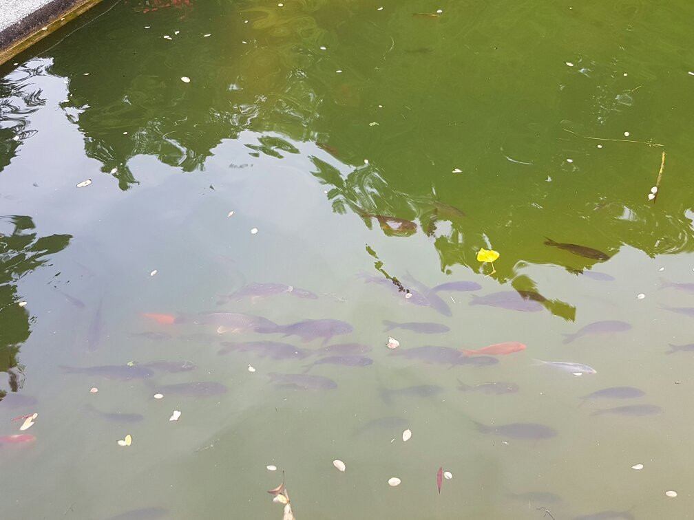 Kurpark Bad Bellingen景点图片