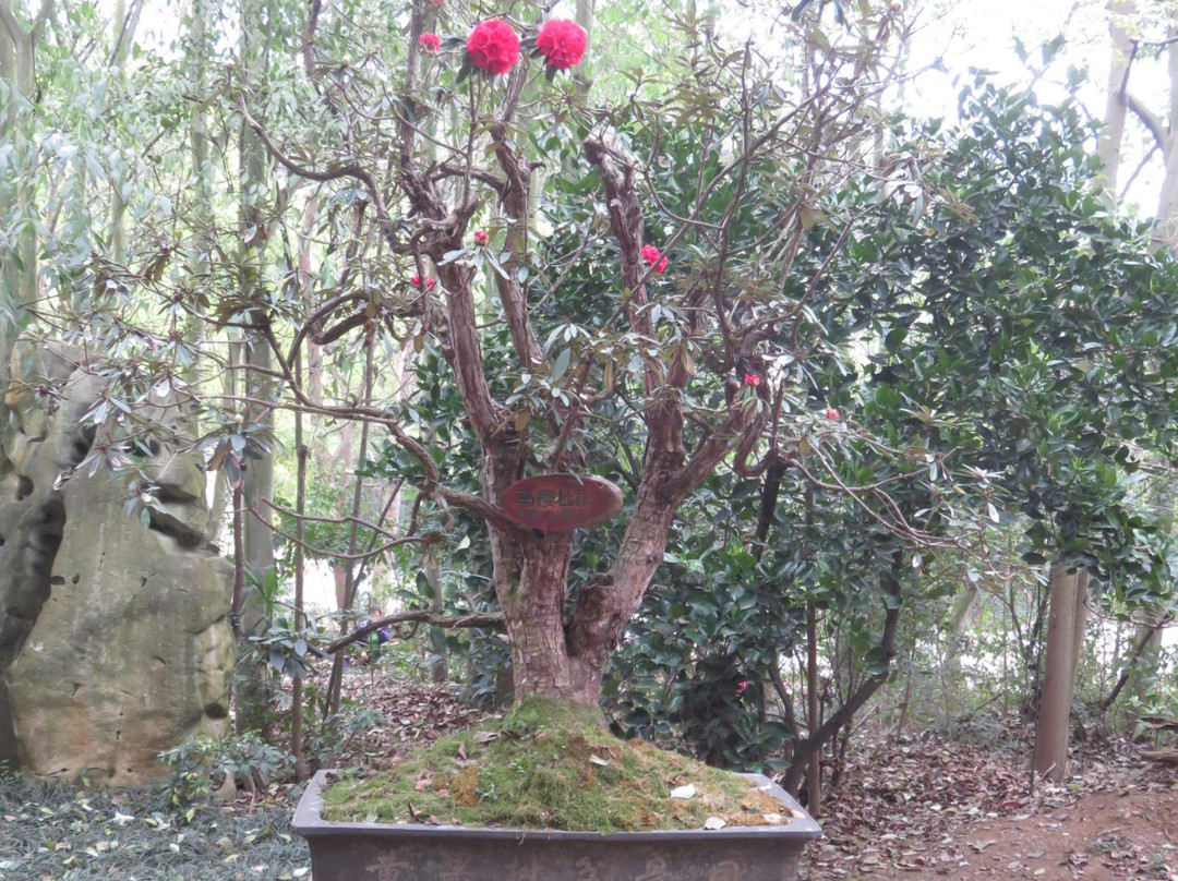 黄果树盆景园-镇宁布依族苗族自治县必去景点