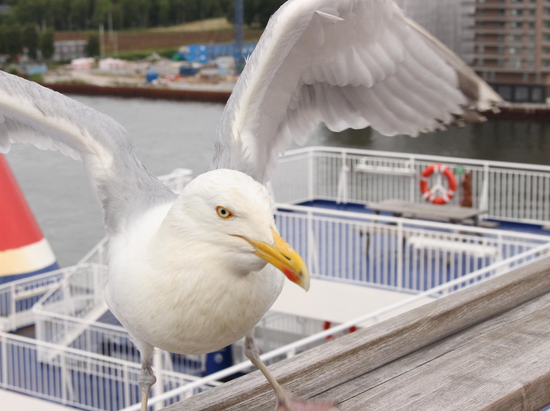 Kiel Walking Tours-基尔必去景点