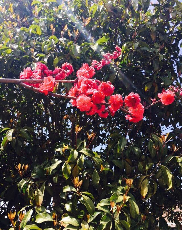 大纵湖湿地-盐城必去景点