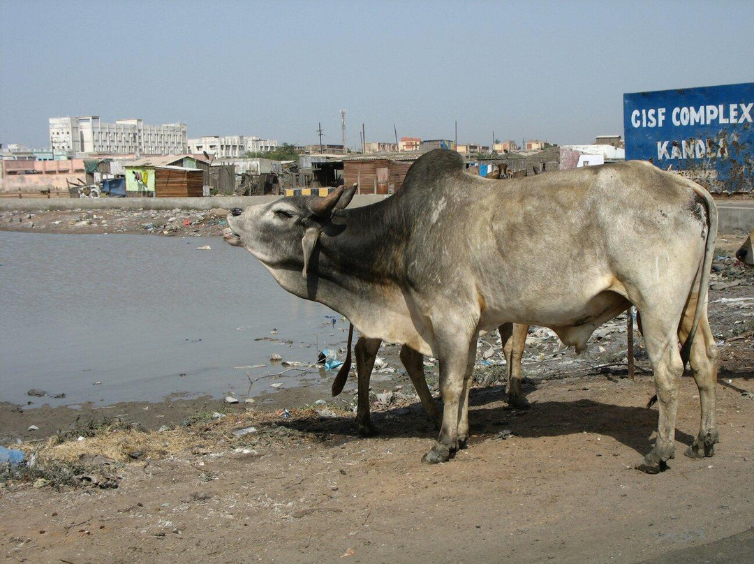 Kandla Port景点图片