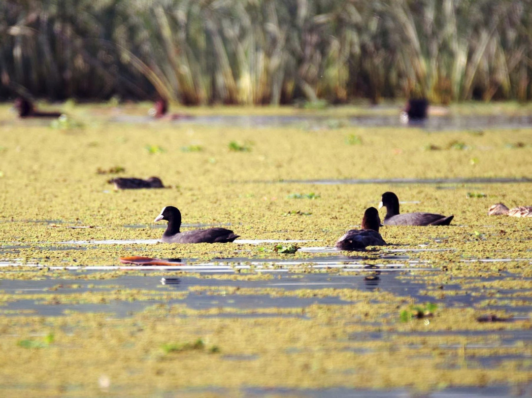 Nawabganj Bird Sanctuary-Unnao必去景点