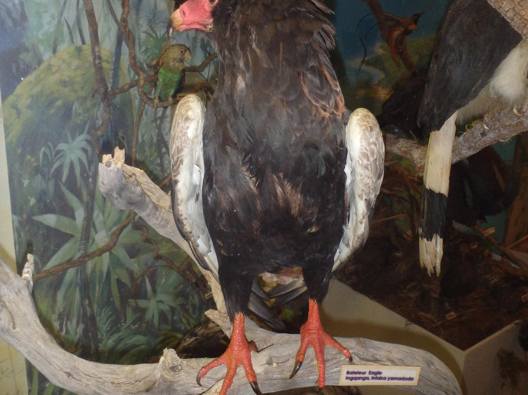 Albany Museum-格拉罕镇必去景点