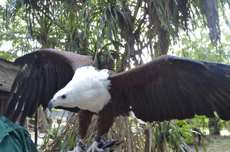 Falconry of Kenya景点图片