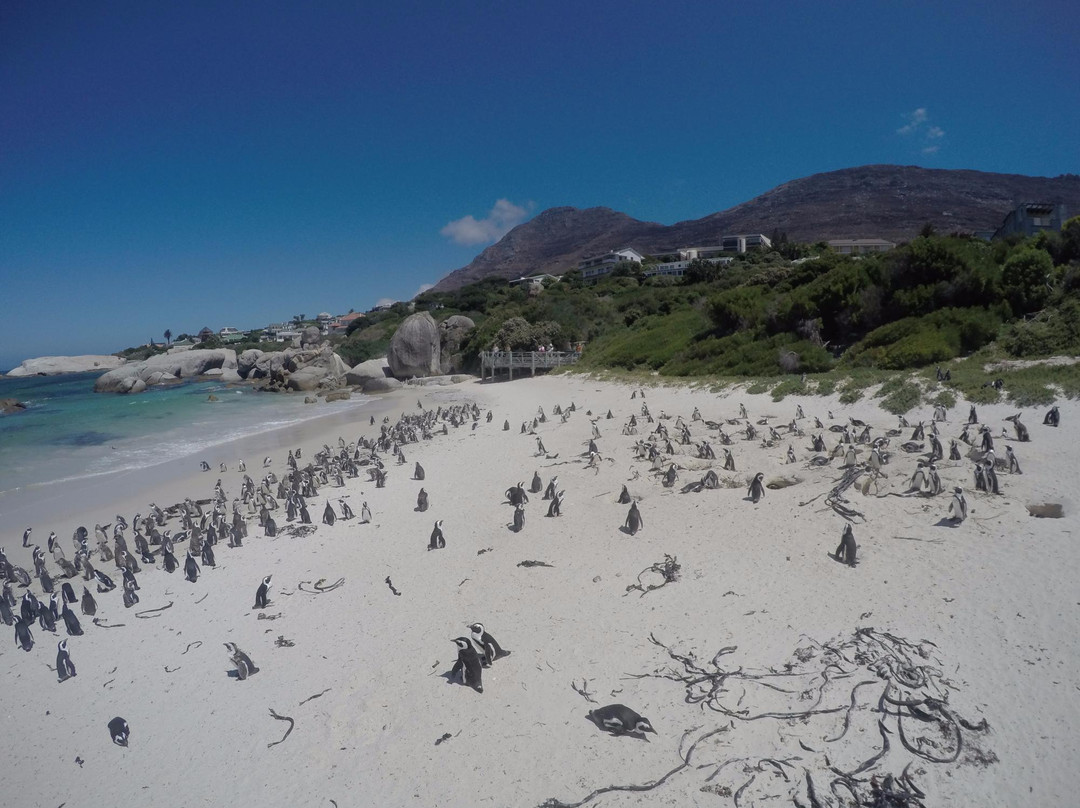 Taste the Cape Travel & Tours - Day Tours-开普敦中心区必去景点